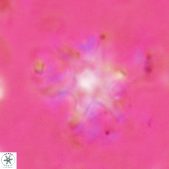 Discoaster bollii 29367