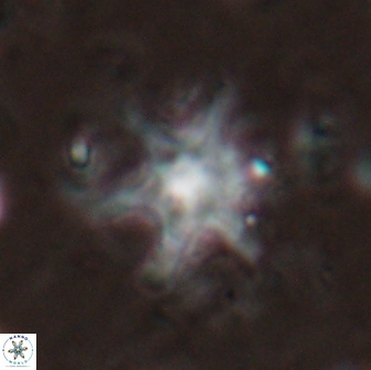 Discoaster bollii 29369