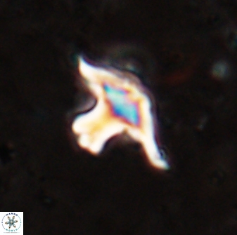 Discoaster bollii 29324