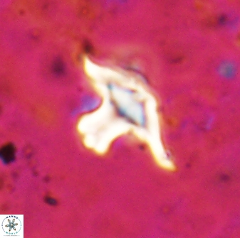 Discoaster bollii 29325