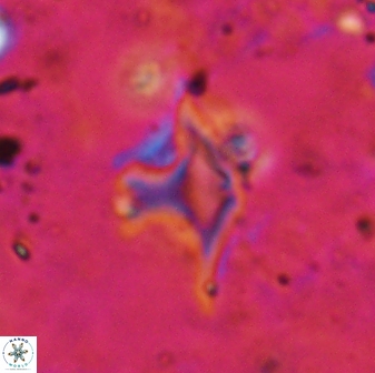 Discoaster bollii 29326