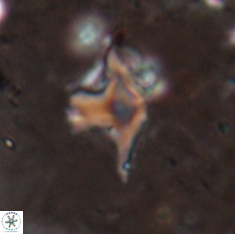 Discoaster bollii 29327