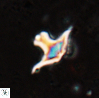 Discoaster bollii 29328