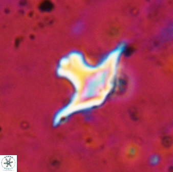 Discoaster bollii 29329