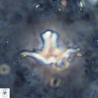 Discoaster bollii 29332