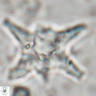 Discoaster bollii 29473
