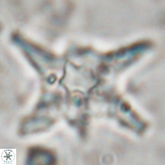Discoaster bollii 29474