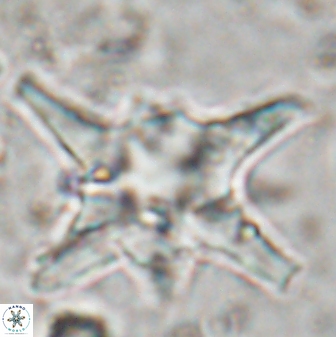 Discoaster bollii 29475