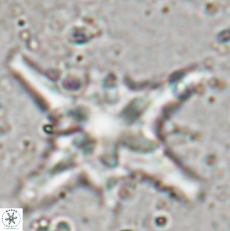 Discoaster bollii 29476