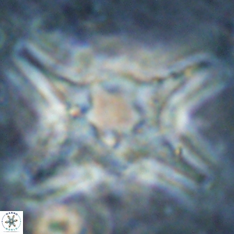 Discoaster bollii 29477