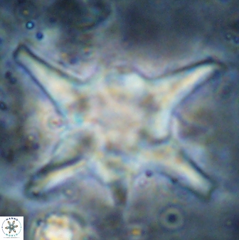 Discoaster bollii 29478