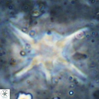 Discoaster bollii 29479