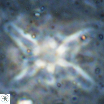 Discoaster bollii 29480