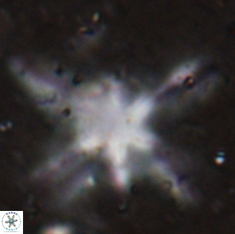 Discoaster bollii 29482