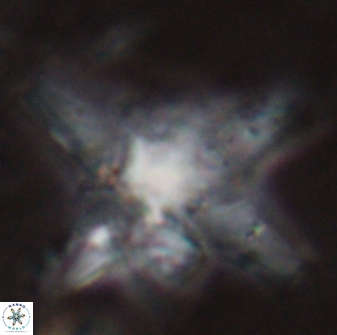 Discoaster bollii 29483