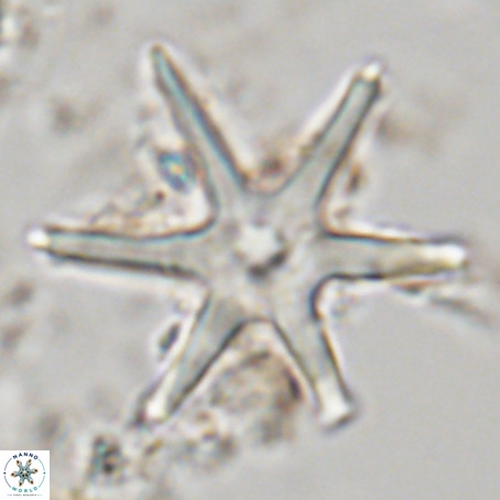 Discoaster brouweri VR 06248