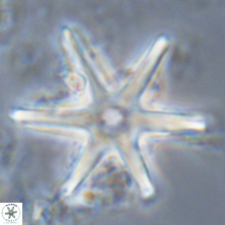 Discoaster brouweri VR 06249