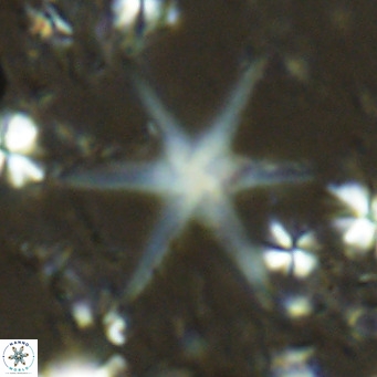 Discoaster brouweri VR 06727