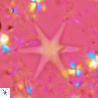 Discoaster brouweri VR 06729