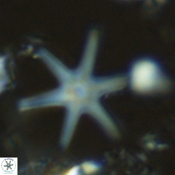 Discoaster brouweri VR 08326