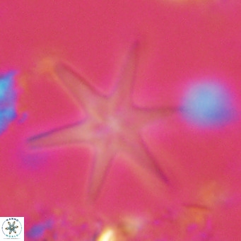 Discoaster brouweri VR 08328