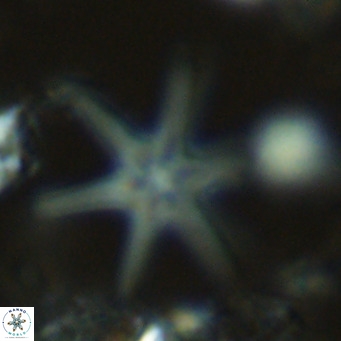 Discoaster brouweri VR 08329