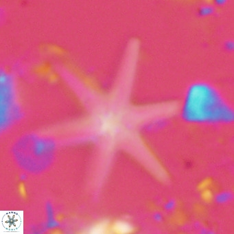Discoaster brouweri VR 08332