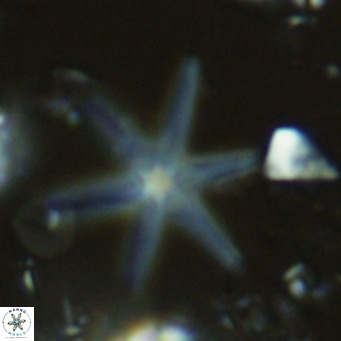 Discoaster brouweri VR 08333
