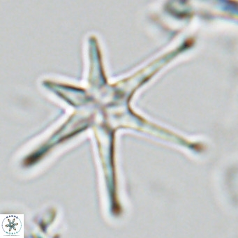 Discoaster brouweri VR 08624