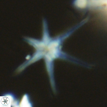 Discoaster brouweri VR 08626