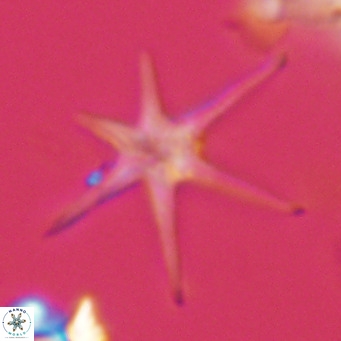 Discoaster brouweri VR 08627