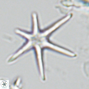 Discoaster brouweri VR 08623