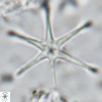 Discoaster brouweri VR 08661