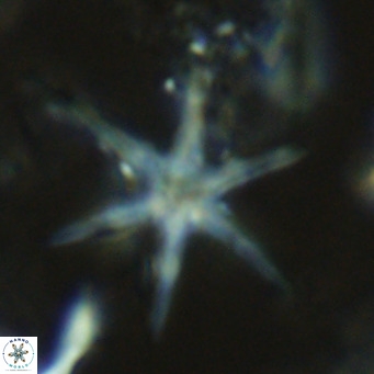 Discoaster brouweri VR 08827