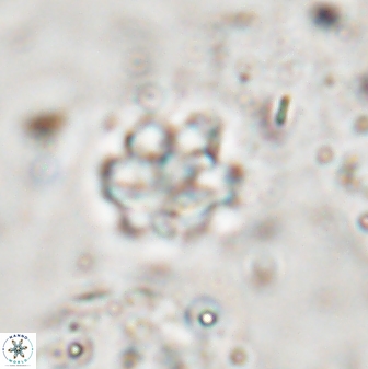 Discoaster catillomicros 29553