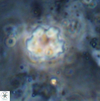 Discoaster catillomicros 29557