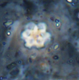 Discoaster catillomicros 29558