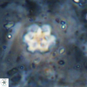 Discoaster catillomicros 29558