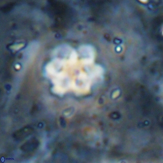 Discoaster catillomicros 29559