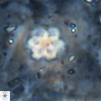 Discoaster catillomicros 29559