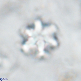 Discoaster catillomicros VR 17986