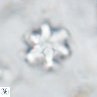 Discoaster catillomicros VR 17986