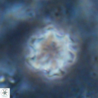 Discoaster catillomicros VR 17993