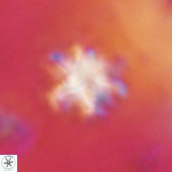 Discoaster catillomicros VR 17997