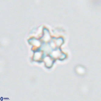 Discoaster catillomicros VR 18644