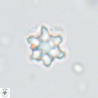 Discoaster catillomicros VR 18644