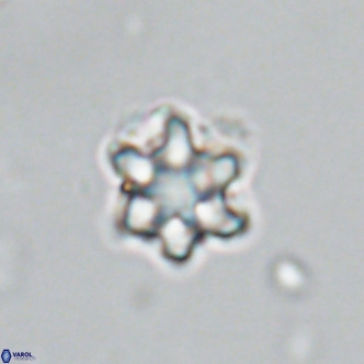 Discoaster catillomicros VR 18645