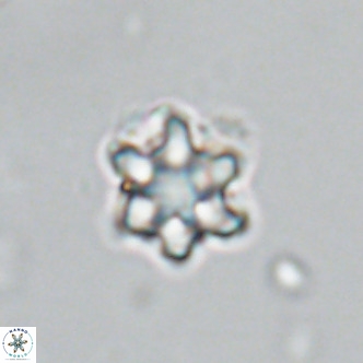 Discoaster catillomicros VR 18645