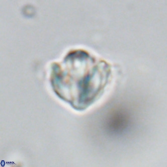 Discoaster catillomicros VR 18646