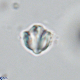 Discoaster catillomicros VR 18647